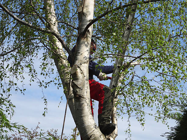 Trusted Perris, CA Tree Removal Services Experts